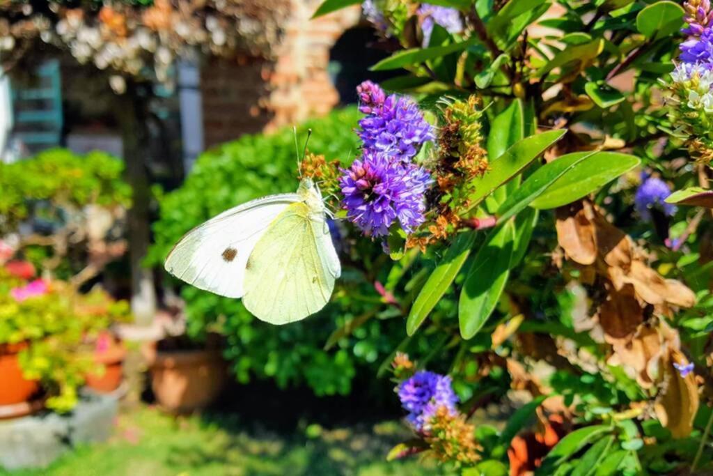 Ferienwohnung Bellavista La Tua Romantica Vacanza Sul Trasimeno Castiglione del Lago Exterior foto